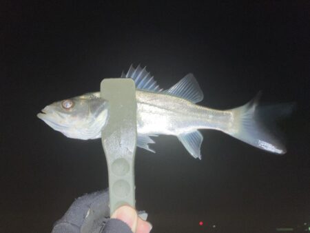 アジング、メバリング